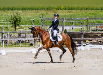 KWPN, Caballo castrado, 7 años, 166 cm, Castaño