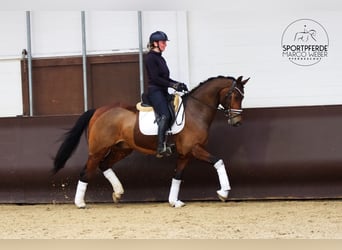 KWPN, Caballo castrado, 7 años, 166 cm, Castaño oscuro
