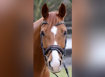 KWPN, Caballo castrado, 7 años, 167 cm, Alazán