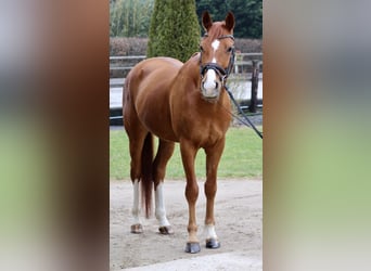 KWPN, Caballo castrado, 7 años, 167 cm, Alazán