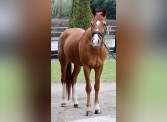 KWPN, Caballo castrado, 7 años, 167 cm, Alazán