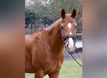 KWPN, Caballo castrado, 7 años, 167 cm, Alazán