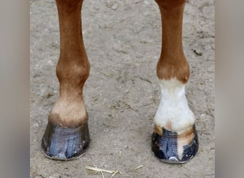 KWPN, Caballo castrado, 7 años, 167 cm, Alazán