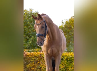 KWPN, Caballo castrado, 7 años, 167 cm, Alazán