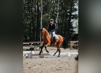 KWPN, Caballo castrado, 7 años, 167 cm