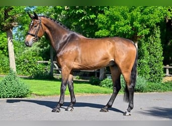 KWPN, Caballo castrado, 7 años, 167 cm