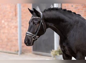 KWPN, Caballo castrado, 7 años, 167 cm, Negro