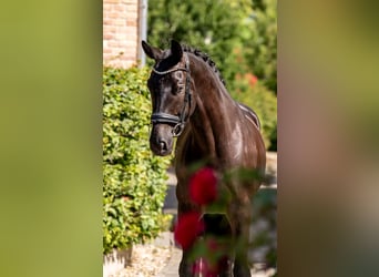 KWPN, Caballo castrado, 7 años, 167 cm, Negro