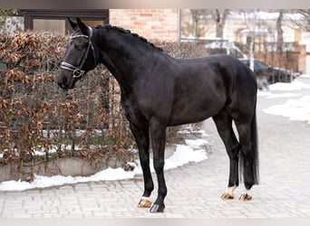 KWPN, Caballo castrado, 7 años, 167 cm, Negro