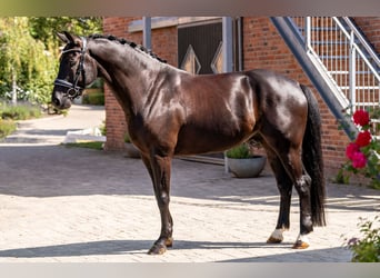 KWPN, Caballo castrado, 7 años, 167 cm, Negro