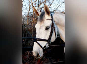 KWPN, Caballo castrado, 7 años, 167 cm, Tordo