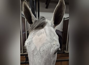 KWPN, Caballo castrado, 7 años, 167 cm, Tordo