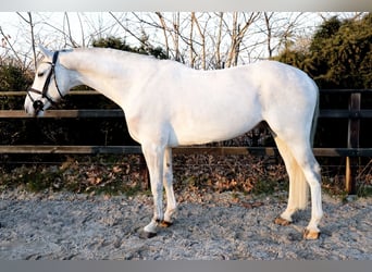 KWPN, Caballo castrado, 7 años, 167 cm, Tordo