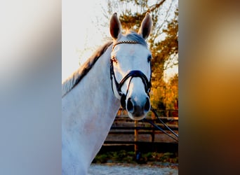 KWPN, Caballo castrado, 7 años, 167 cm, Tordo