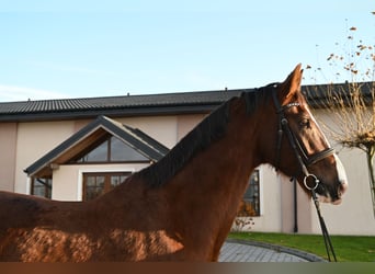 KWPN, Caballo castrado, 7 años, 168 cm, Alazán