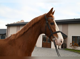 KWPN, Caballo castrado, 7 años, 168 cm, Alazán