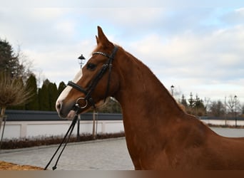 KWPN, Caballo castrado, 7 años, 168 cm, Alazán