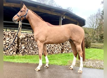 KWPN, Caballo castrado, 7 años, 168 cm, Alazán