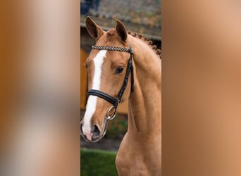 KWPN, Caballo castrado, 7 años, 168 cm, Alazán