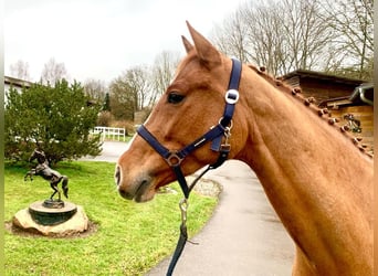 KWPN, Caballo castrado, 7 años, 168 cm, Alazán