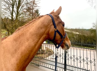 KWPN, Caballo castrado, 7 años, 168 cm, Alazán