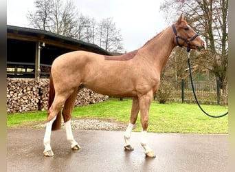 KWPN, Caballo castrado, 7 años, 168 cm, Alazán