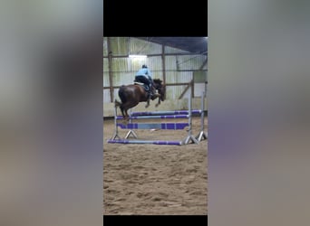 KWPN, Caballo castrado, 7 años, 168 cm, Alazán-tostado