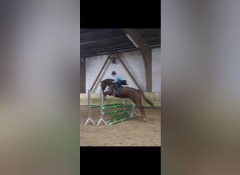 KWPN, Caballo castrado, 7 años, 168 cm, Alazán-tostado