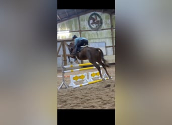 KWPN, Caballo castrado, 7 años, 168 cm, Alazán-tostado