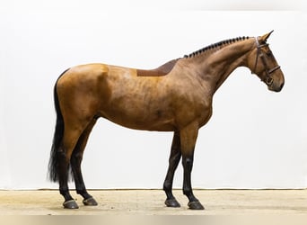 KWPN, Caballo castrado, 7 años, 168 cm
