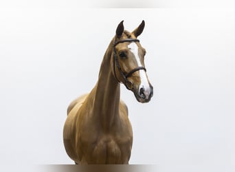 KWPN, Caballo castrado, 7 años, 168 cm
