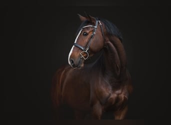 KWPN, Caballo castrado, 7 años, 168 cm, Castaño