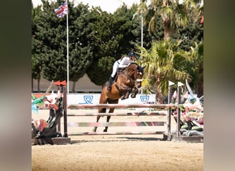 KWPN, Caballo castrado, 7 años, 168 cm, Castaño