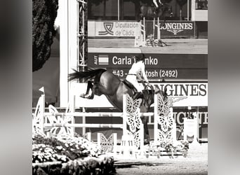 KWPN, Caballo castrado, 7 años, 168 cm, Castaño