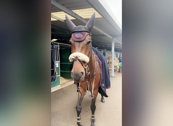 KWPN, Caballo castrado, 7 años, 168 cm, Castaño