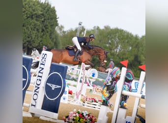 KWPN, Caballo castrado, 7 años, 168 cm, Castaño