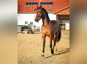 KWPN, Caballo castrado, 7 años, 168 cm, Castaño
