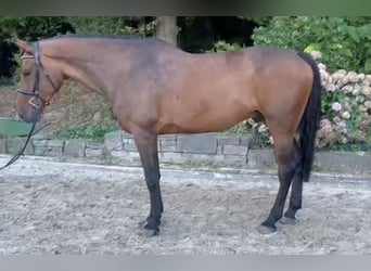 KWPN, Caballo castrado, 7 años, 168 cm, Castaño oscuro