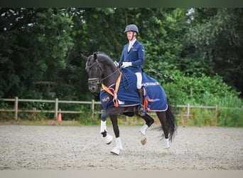 KWPN, Caballo castrado, 7 años, 168 cm, Negro