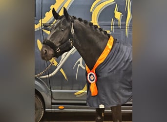 KWPN, Caballo castrado, 7 años, 168 cm, Negro