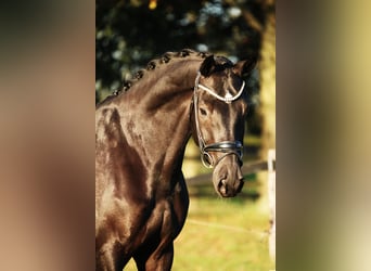 KWPN, Caballo castrado, 7 años, 168 cm, Negro