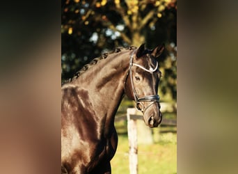 KWPN, Caballo castrado, 7 años, 168 cm, Negro