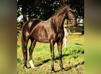 KWPN, Caballo castrado, 7 años, 168 cm, Negro