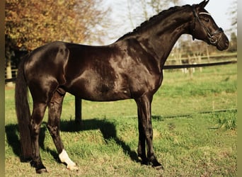 KWPN, Caballo castrado, 7 años, 168 cm, Negro