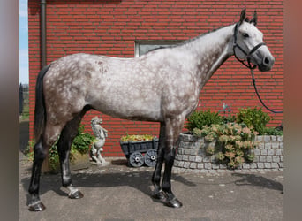 KWPN, Caballo castrado, 7 años, 168 cm, Tordo rodado