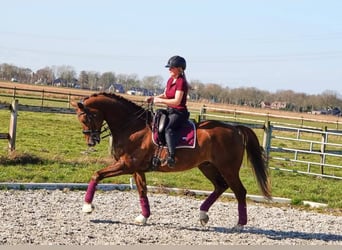 KWPN, Caballo castrado, 7 años, 169 cm, Alazán