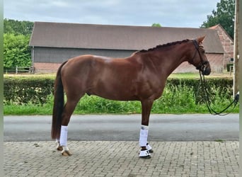 KWPN, Caballo castrado, 7 años, 169 cm, Alazán