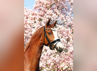 KWPN, Caballo castrado, 7 años, 170 cm, Alazán