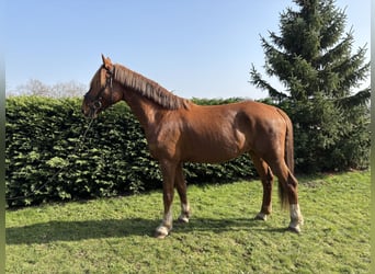 KWPN, Caballo castrado, 7 años, 170 cm, Alazán