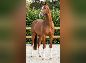 KWPN, Caballo castrado, 7 años, 170 cm, Alazán